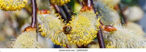 5 Hundred Weeping Pussy Willow Tree Royalty Free Images Stock Photos