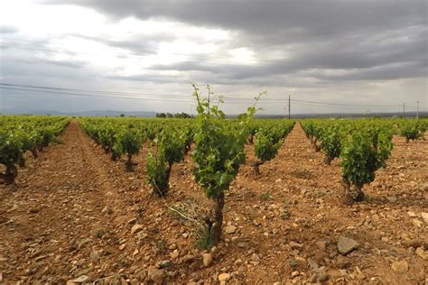 Arag N En El Origen De La Garnacha Ternasco De Arag N