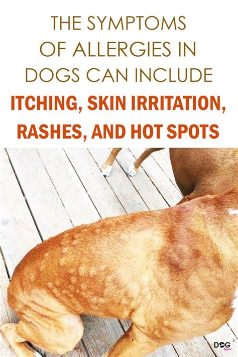 symptoms  allergies  dogs  include itching skin irritation rashes  hot spots
