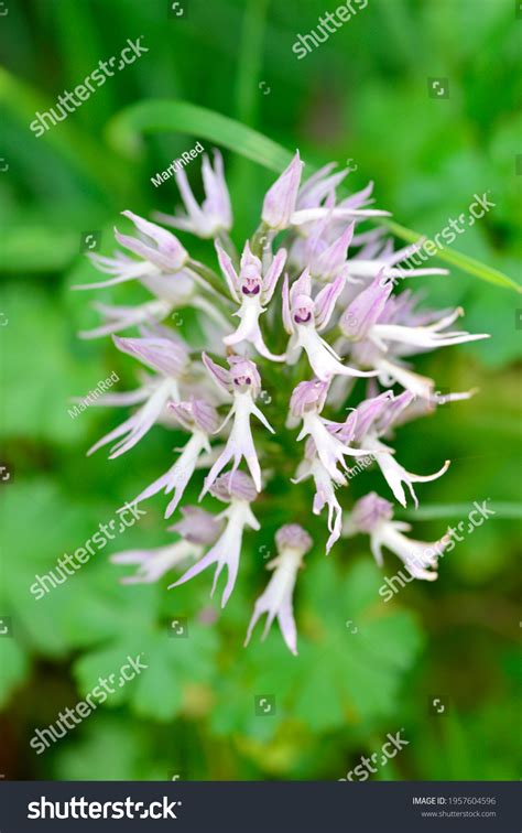 538 Naked Man Orchid Images Stock Photos Vectors Shutterstock