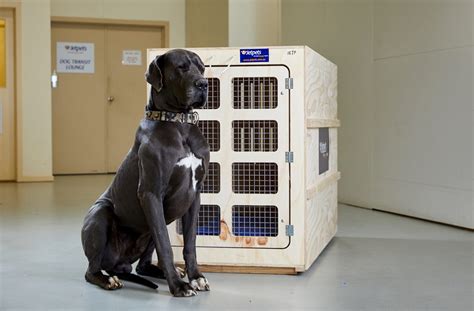 Jet pet doggy – Telegraph