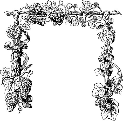 grape vine border black  white   grape vine border