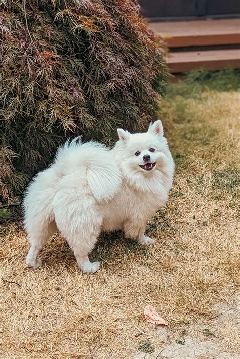 Gearing Up For Her First Autumn In Seattle After A Hot Summer In Socal Our Year Old Mini