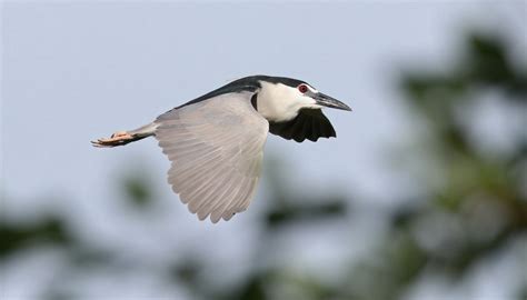 Black-crowned night heron | BirdForum