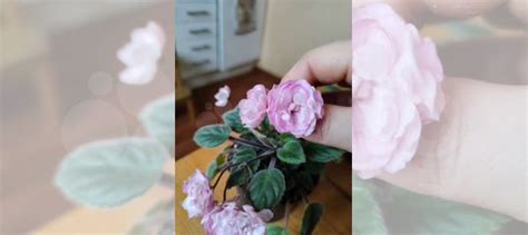 Сортовые фиалки купить в Электростали | Товары для дома и дачи | Авито