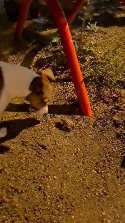 лягушка попрыгушка - YouTube