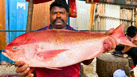 Kasimedu Speed Selvam Big Red Snapper Fish Cutting Video In