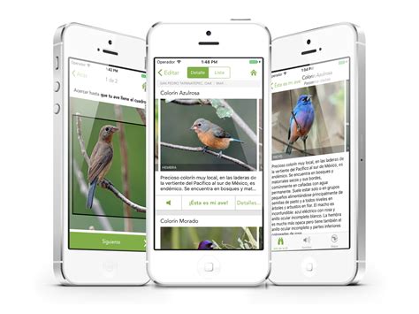 Merlin Bird Id Ya Está Disponible Para Todo México Ebird Mexico