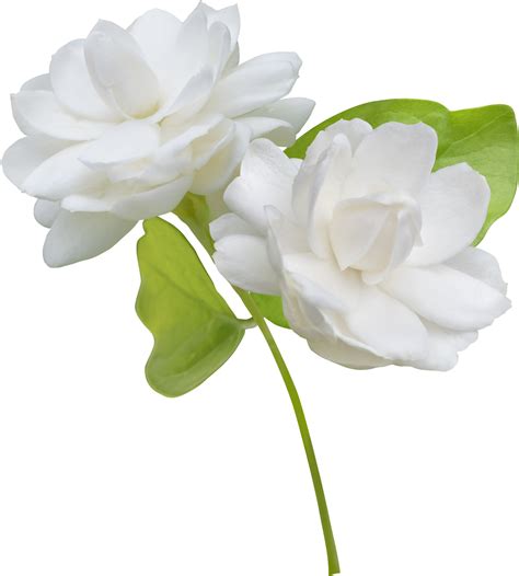 Jasmine Flower Isolated Symbol Of Mothers Day In Thailand 9597188 Png