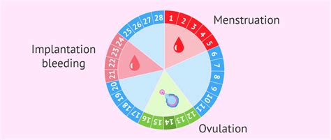 Implantation Bleeding And The Menstrual Cycle The Best Porn Website