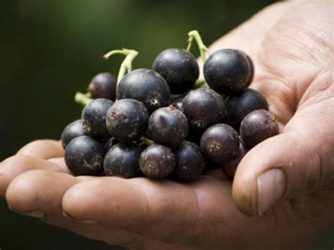 Смородина Селеченская 2: описание и характеристики сорта, отзывы ...