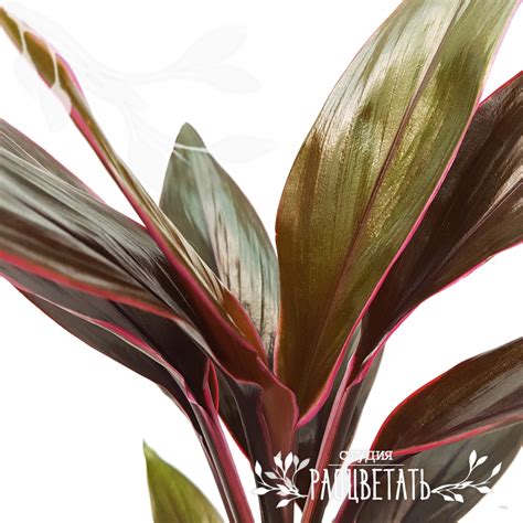 Кордилина Танго — Студия Расцветать