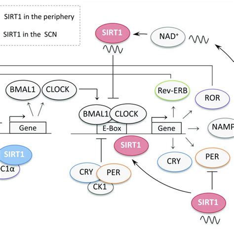 Sirt1 Levels In The Suprachiasmatic Nucleus Scn Are Disrupted By