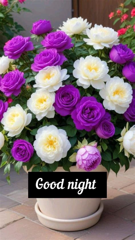 good night rose flower pictures beautiful flowers pictures good