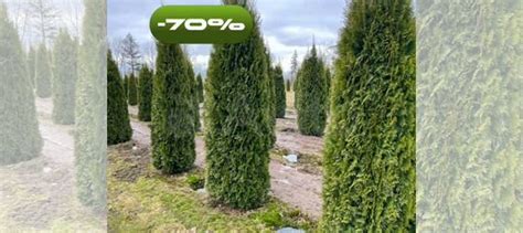 Туя 2 метра для забора купить в Домодедово | Товары для дома и дачи | Авито