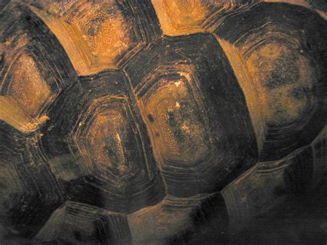 Панцирь черепахи текстура - фото и картинки abrakadabra.fun