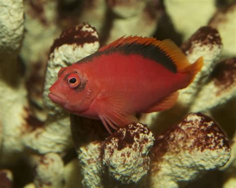 Flame hawkfish - Facts, Diet, Habitat & Pictures on Animalia.bio