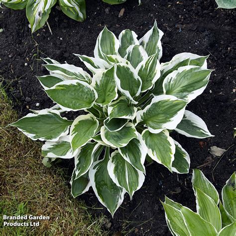 Hosta 'Patriot' | Dobies