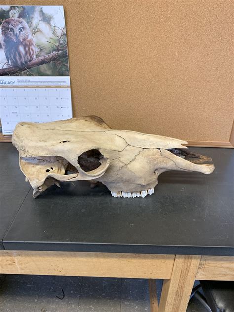Id Please Horse Rzoology