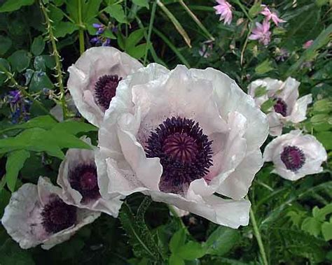 Beautiful Papaver Orientale Perry S White