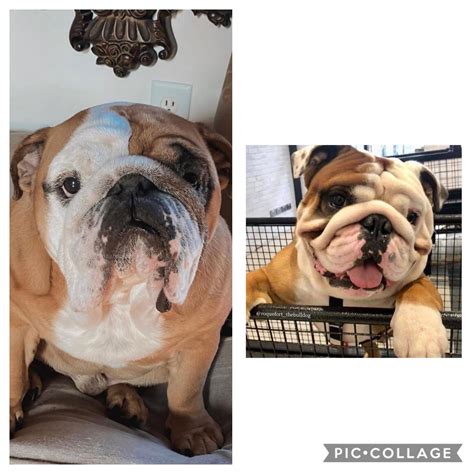 Families share their joy about finding bulldogs for adoption nearby 27