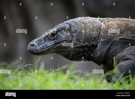 Habitat Del Drago Di Komodo Immagini E Fotografie Stock Ad Alta