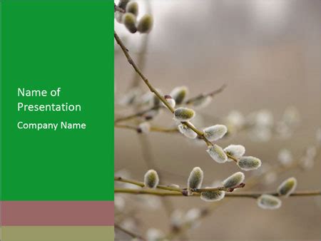 Catkins Of Pussy Willow Tree A Guide To Identification And Care