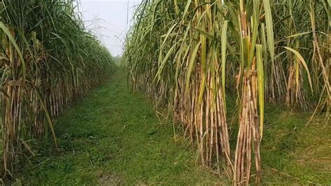 Distant Trench Planting Fodder And Leguminous Crops With Sugarcane