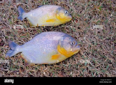 freshly caught piranhas fish  big teeth  mato grosso