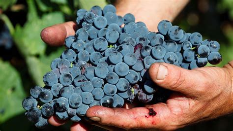 Cathal McBride on wines: Volcanic soils unleash tour de force of pure