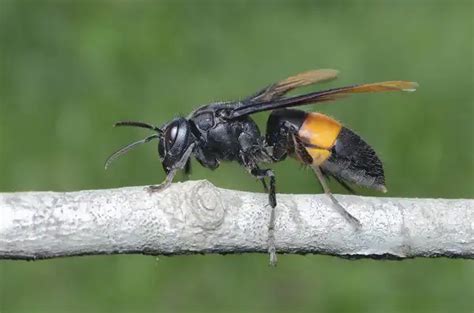 Asian Giant Hornet - Facts, Size, Diet, Pictures - All Animal Facts