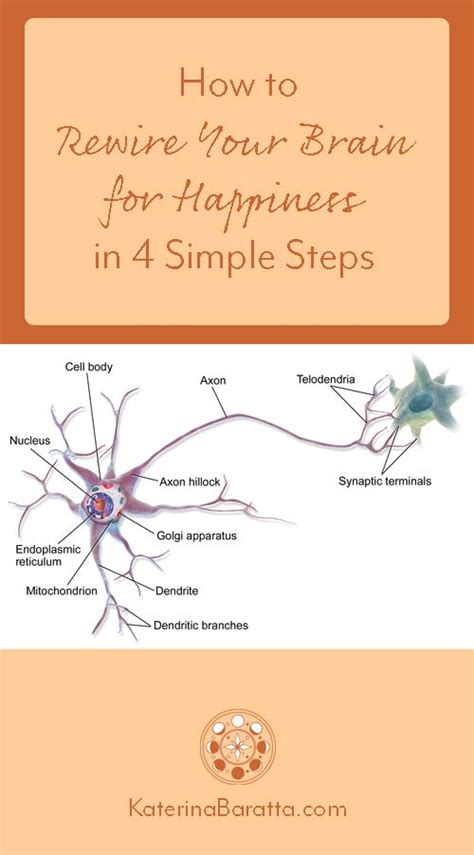 Rewire Your Brain For Happiness In 4 Simple Steps Katerina Baratta