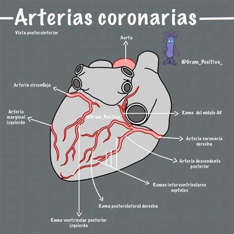 Arterias Coronarias Vista Posteroinferior Med For Dummies Udocz