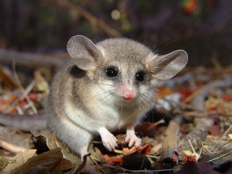 Marsupiales Chilenos El Monito Del Monte Página 4 Elantro