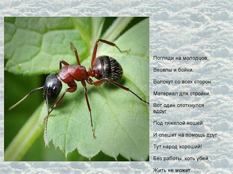 Насекомые - презентация онлайн