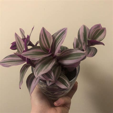 Tradescantia Nanouk : r/houseplants