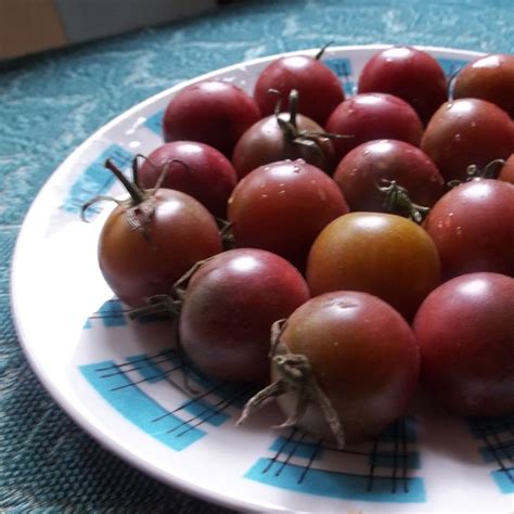 black cherry heirloom tomato seeds urbantomato