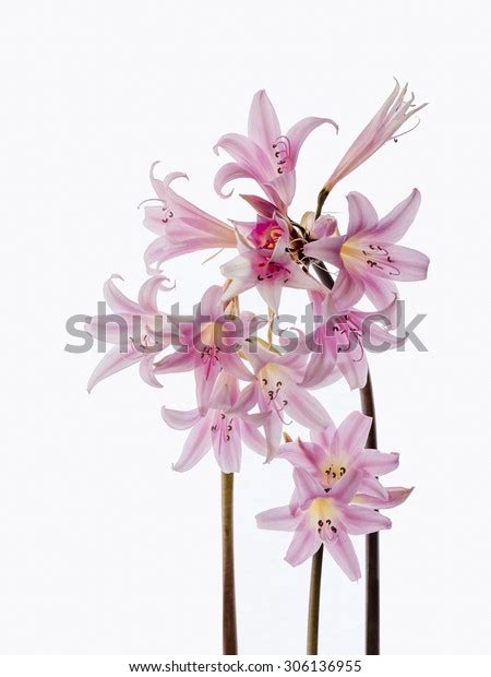 imágenes fotos de stock objetos en D y vectores sobre Naked lady stalk Shutterstock