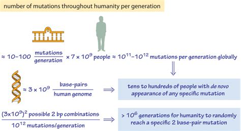 What Is The Mutation Rate During Genome Replication