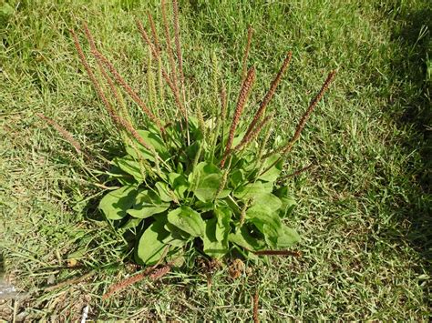 Plantago