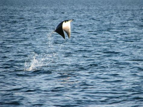 Manta Ray breaching | Sea flap flap, Majestic sea flap flap, Manta ray
