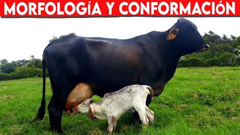 🔴 Bovinos Morfologia Y Conformacion Del Biotipo Lechero Vacas Lecheras Youtube