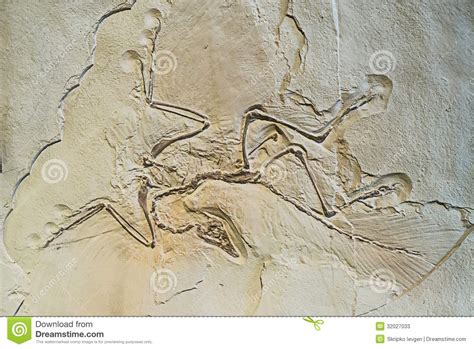 Archaeopteryx fossils stock image. Image of archeopteryx - 32027033