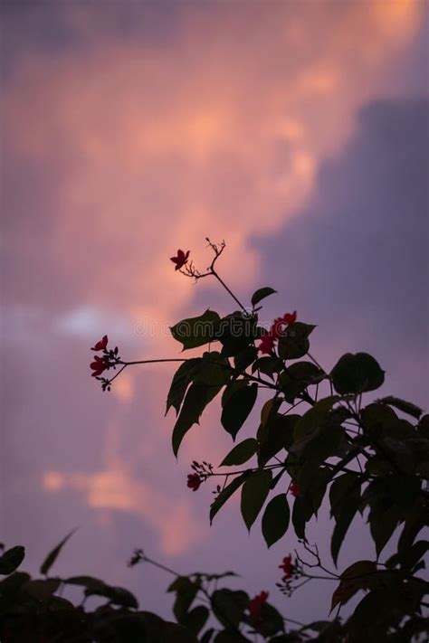 Vertical De Una Bella Puesta De Sol Sobre La Silueta De Una Planta