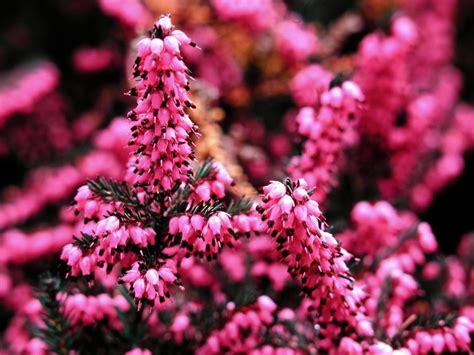 Erica - Piante da Giardino - Erica - Arbusti