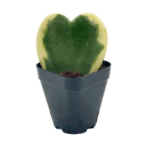 Hoya kerrii 'variegata' - Χόγια (6 cm) - Geosupplies