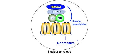 HDAC3 Complex And Nuclear Hormone Receptors Encyclopedia MDPI