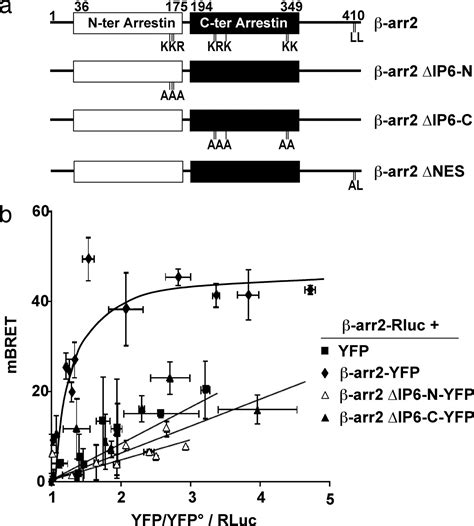 β Arrestin 2 Oligomerization Controls The Mdm2 Dependent Inhibition Of