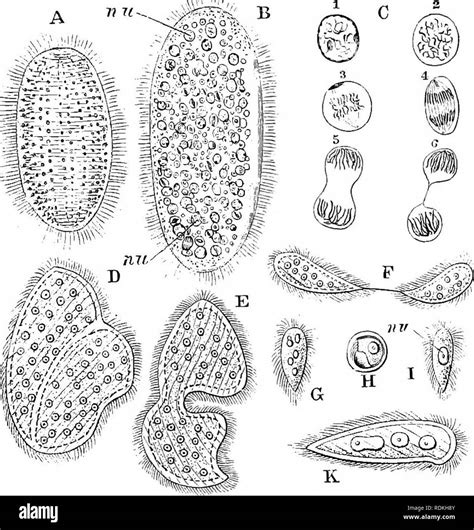 . The Cambridge natural history. Zoology. FLAGELLATA 123 transition ...