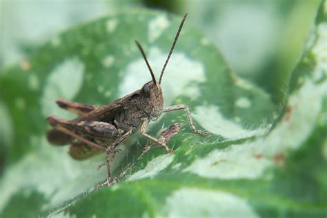 кобылка | Кобылка | Roman M | Flickr